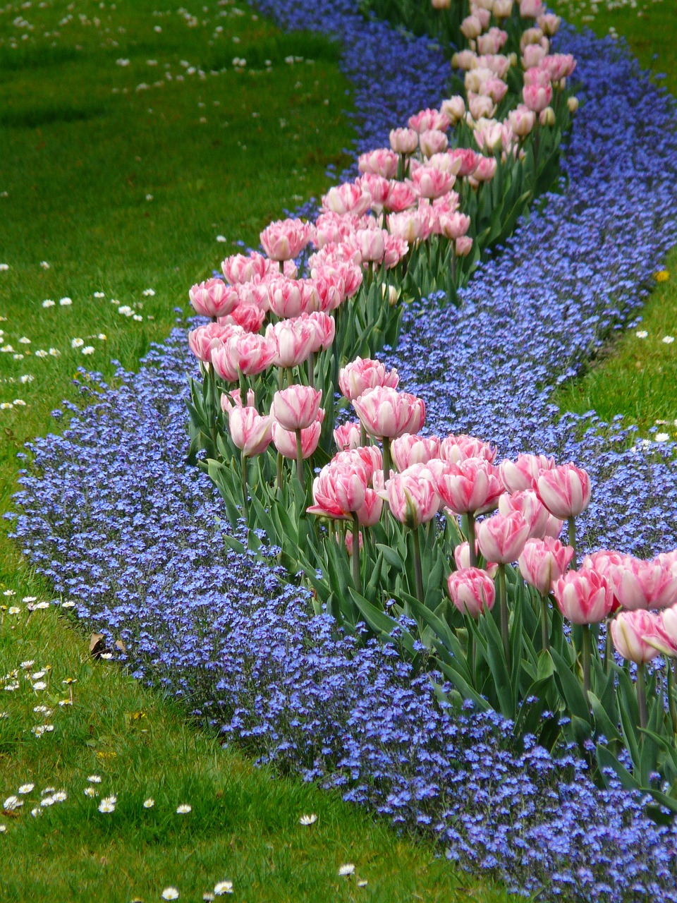 tulips, bed, pink-52135.jpg